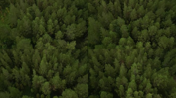 4k视频片段-山上山丘上茂密的天然松树的鸟瞰图。美丽的云杉林。国际森林日，世界环境日的概念。