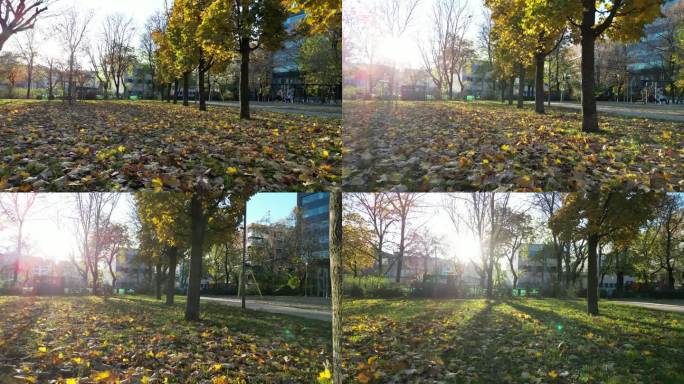 无人机拍摄的干燥的秋叶覆盖了匈牙利布达佩斯卡萨克公园的地面