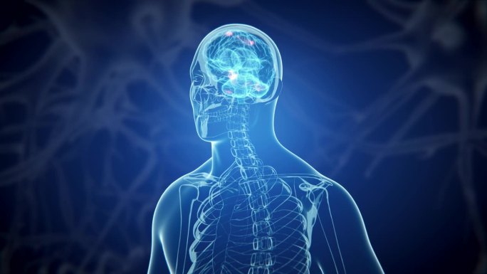 3d医学上精确的人脑图像。概念x线，x光，人体，骨骼和大脑。3d旋转旋转回路4k
