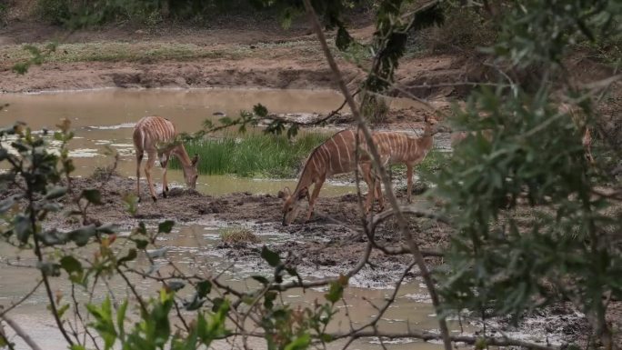 我看见五只羚羊躲在灌木丛里，来到泥塘边喝水