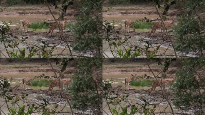 我看见五只羚羊躲在灌木丛里，来到泥塘边喝水