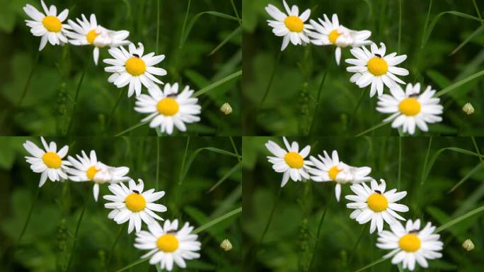 夏天，六月-瑞典的花