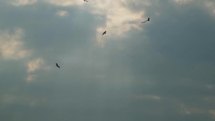 鹰飞过天空，阳光穿透云层