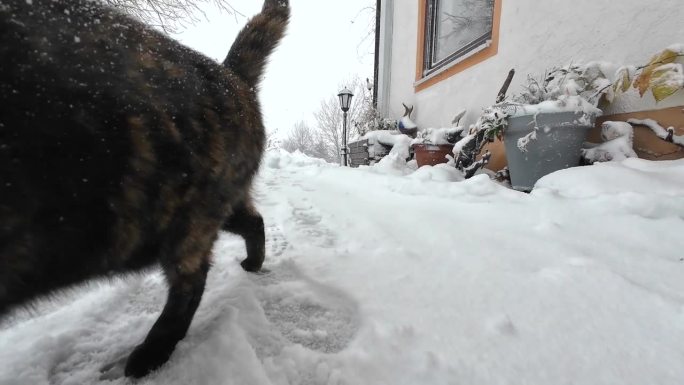 有趣的视频，一只猫在雪中奔跑，嗅着相机