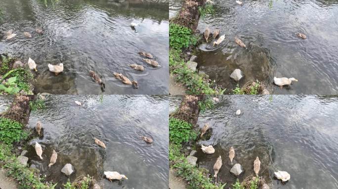 鸭子浮水