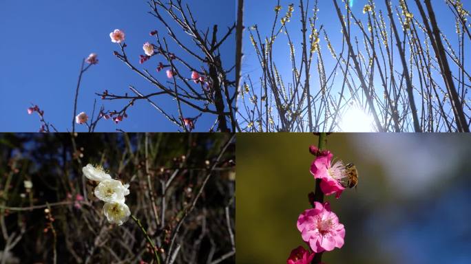 昆明黑龙潭公园赏梅季节