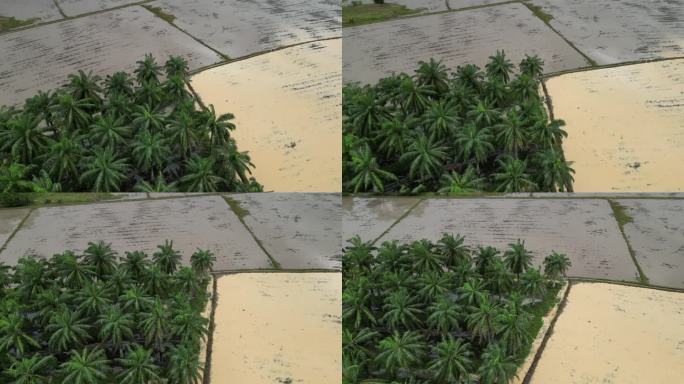 航拍的油棕树和稻田风景如画