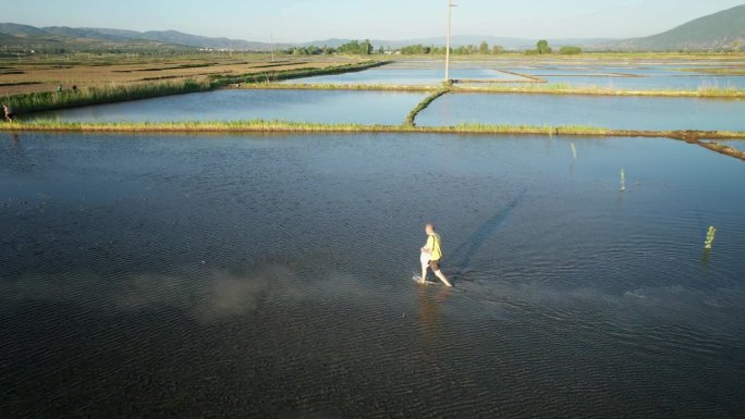 男农民在稻田撒种，用手撒种，慢动作航拍