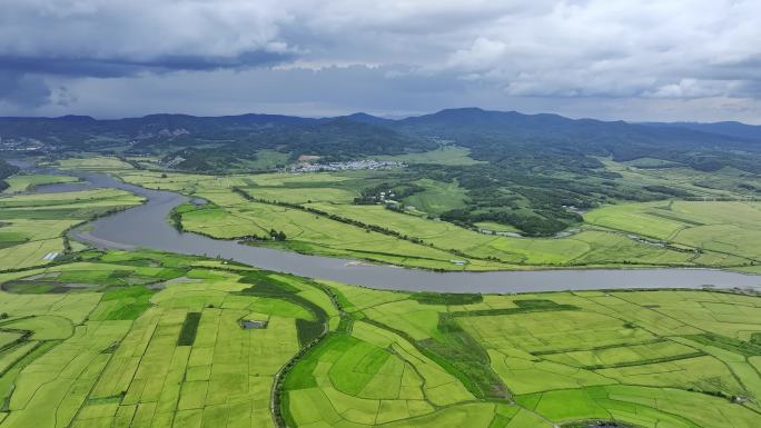 雨水充沛的稻田