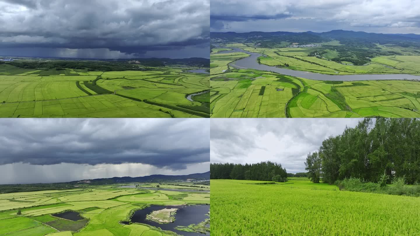 雨水充沛的稻田