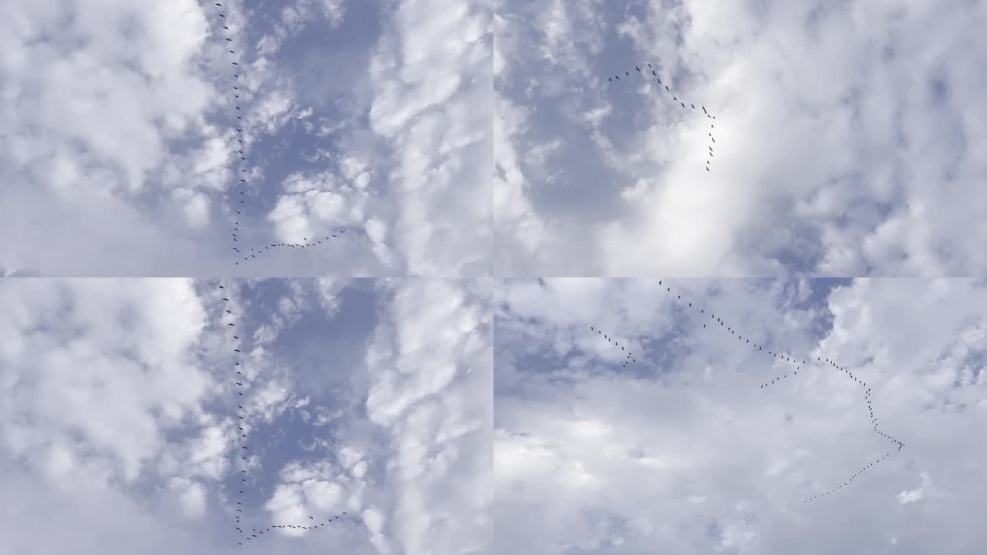 天空飞鸟镜头 大雁队形变换过程