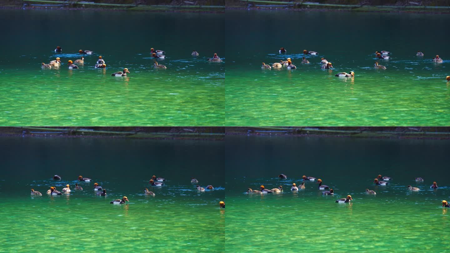 池塘里的鸳鸯视频素材