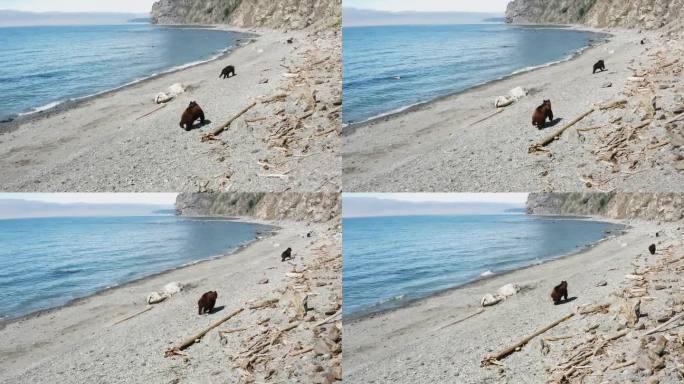湖边的野熊。三只熊在黑海的海滩上，