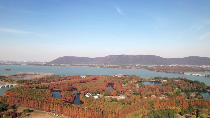 中国江苏省常熟尚湖公园的高角度景观。美丽的红木森林和宁静的湖泊在阳光明媚的秋日，4k实时镜头，无人机
