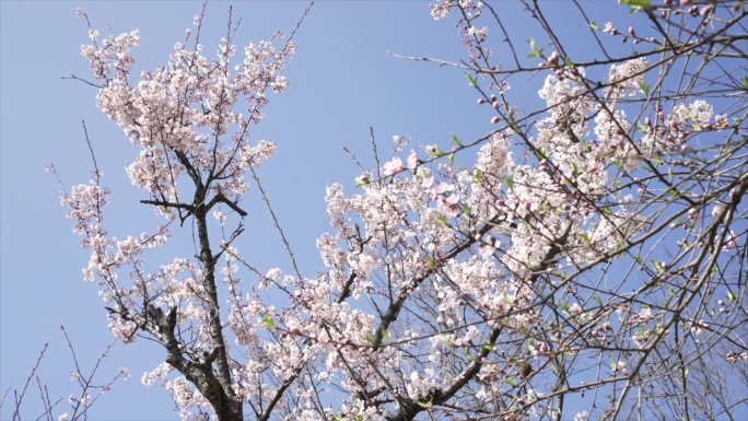 山上的野樱花和野桃花