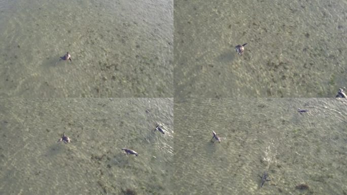 一群麦哲伦企鹅在巴伊亚布斯塔曼特海滩附近的浅水区游泳