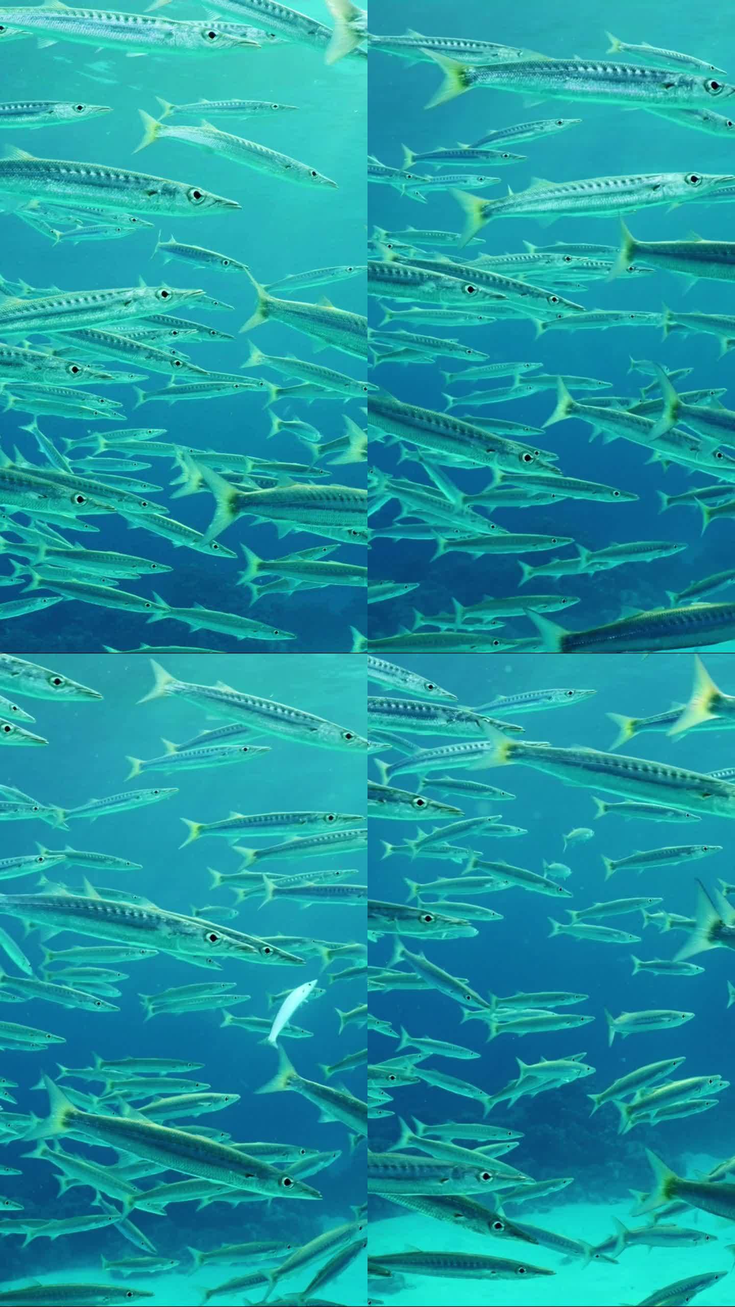 一群梭鱼漂浮在蓝色的水面下，慢动作