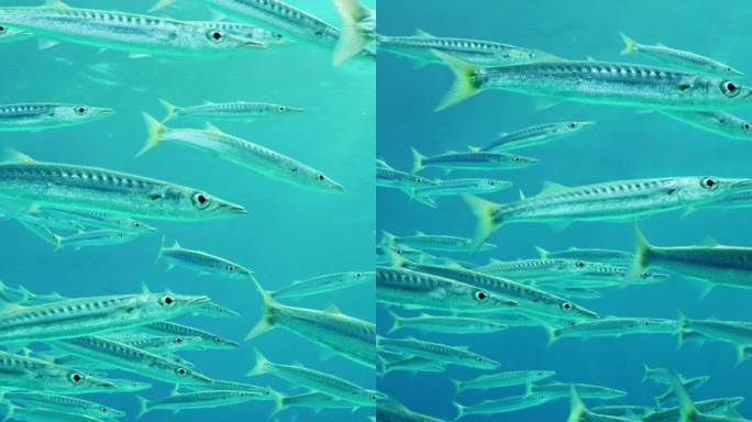 一群梭鱼漂浮在蓝色的水面下，慢动作