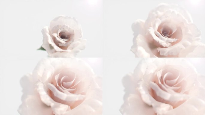 玫瑰花盛开花朵绽放3d