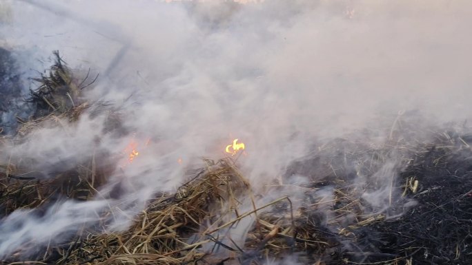 夕阳逆光尘土飞扬烟雾弥漫烟雾缭绕稻田庄稼