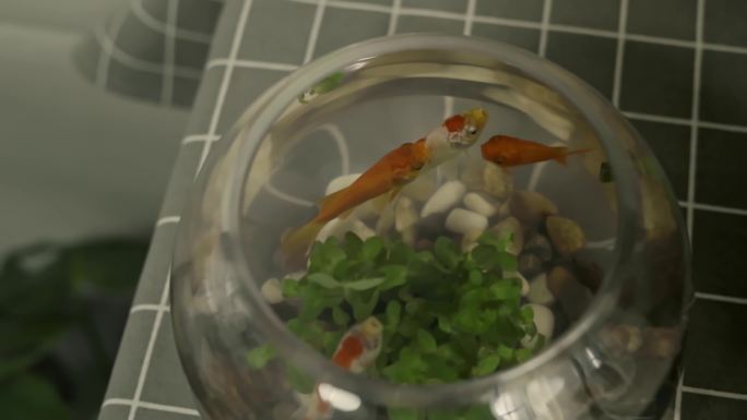鱼缸 玻璃缸 养鱼 鱼池 小鱼缸