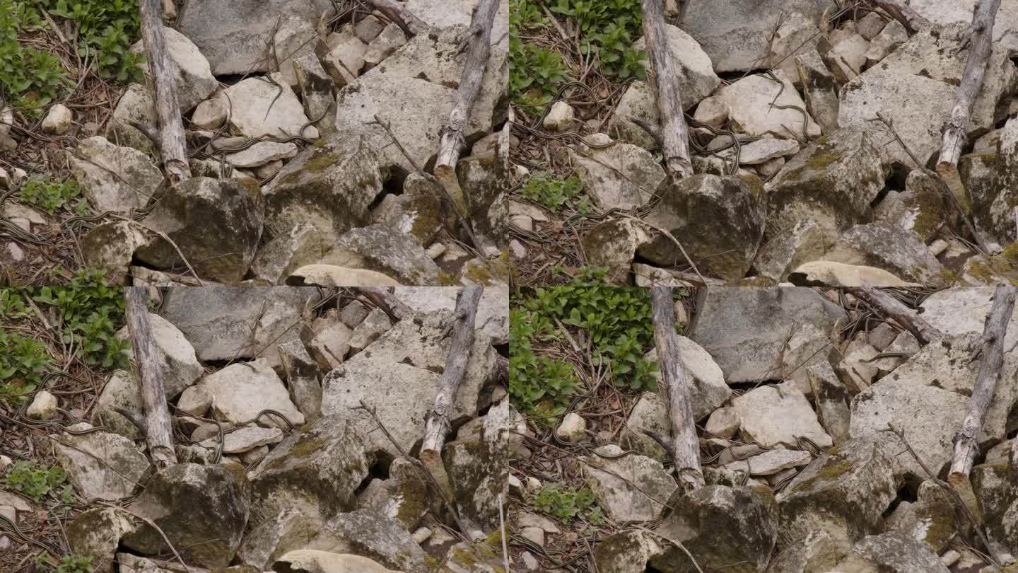 加拿大马尼托巴省纳西斯蛇穴里的蛇爬过岩石