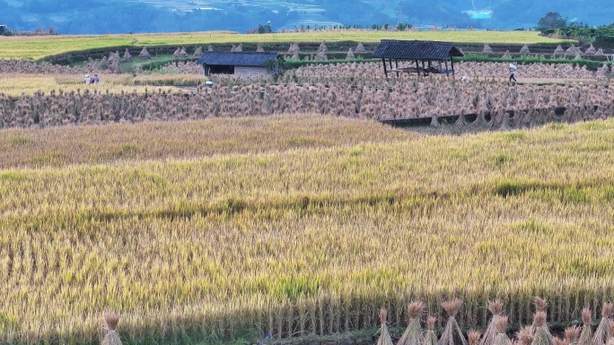 中国传统田园秋收场景