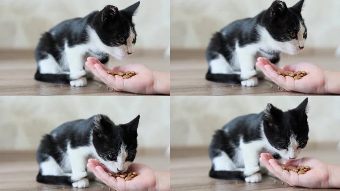 一个小女孩把手中的干粮递给她的黑白小猫。