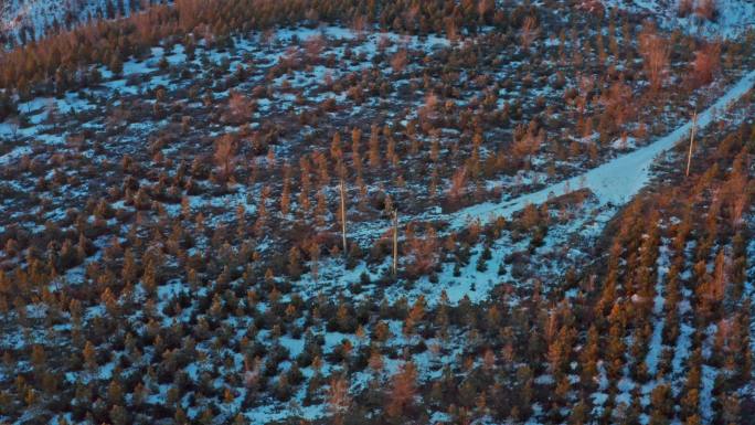 沙漠绿洲冬季下雪树林