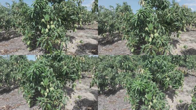 芒果基地 台芒 海南芒果 乐东航拍