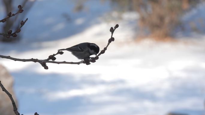 北方冬天雪后煤山雀在树枝上啄食