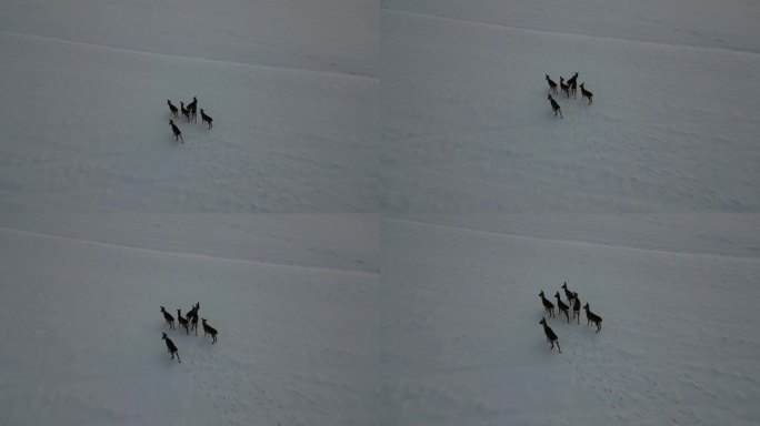 看着一只鹿跑过冰天雪地。飞越动物意味着压力和能量的消耗，这在冬季是缺乏的，跑，成群，成群
