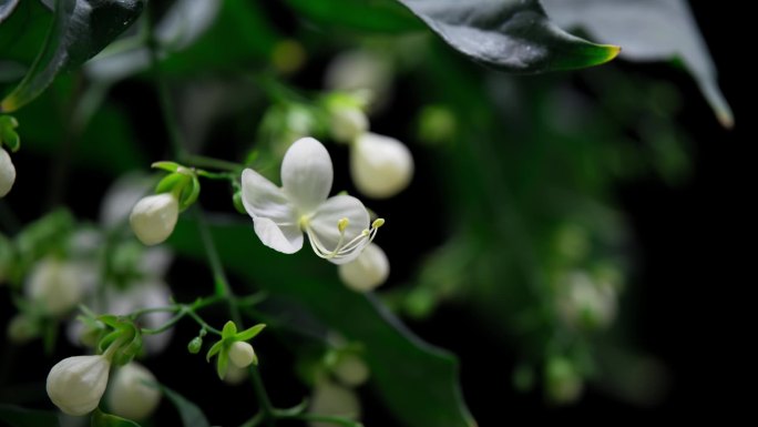 垂丝茉莉开花延时视频