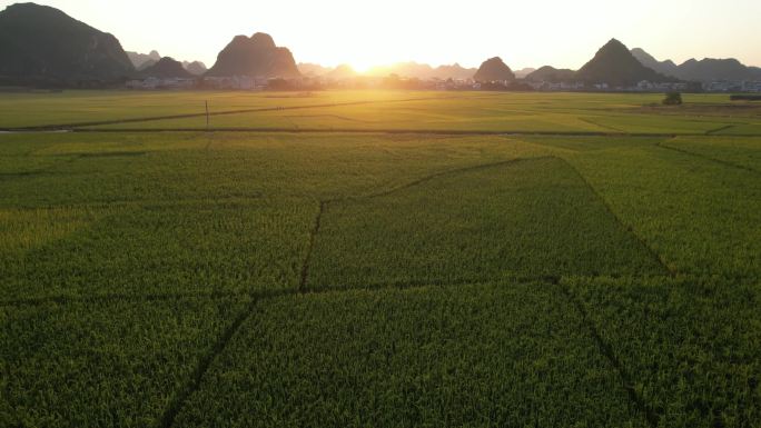 黄昏的稻田