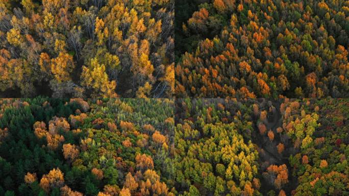 4K航拍秋天森林树叶五颜六色