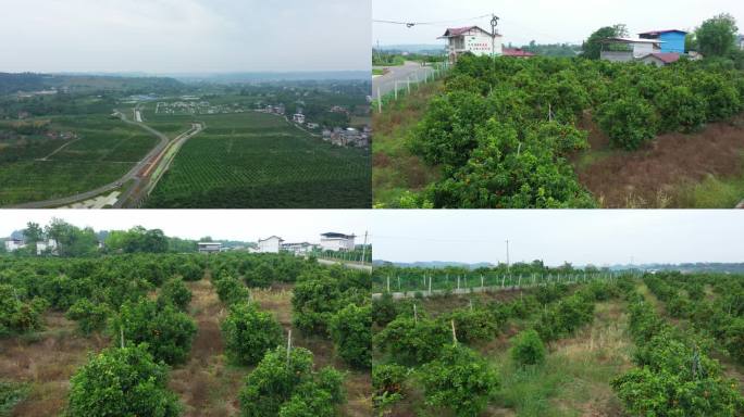 四川农业橘子果园水果基地航拍4k空镜