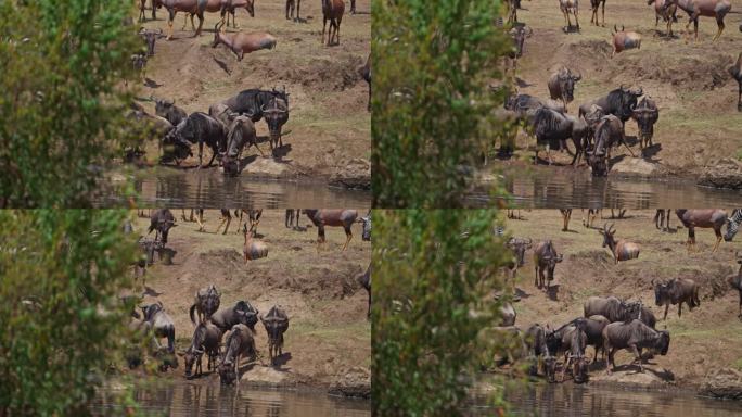 角马在过河前喝马拉河的水