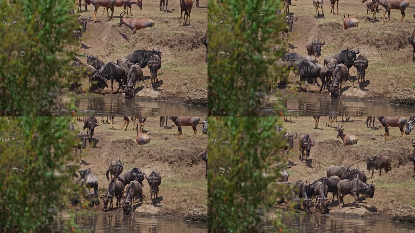 角马在过河前喝马拉河的水