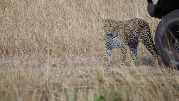 在马赛马拉草原上行走的非洲豹