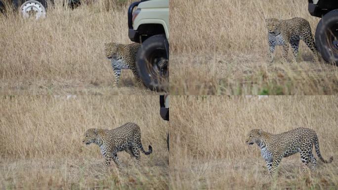 在马赛马拉草原上行走的非洲豹