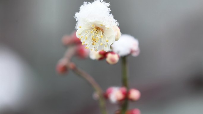 重庆南川：梅雪争春暗香来