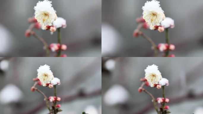 重庆南川：梅雪争春暗香来