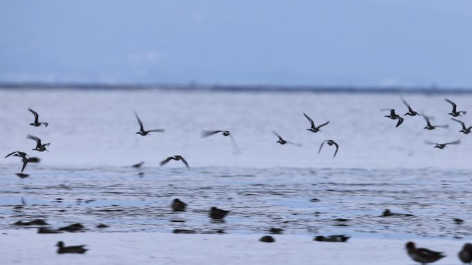 深圳湾鸟类合集