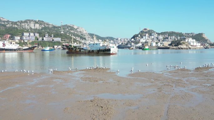 海鸥 海边 航拍