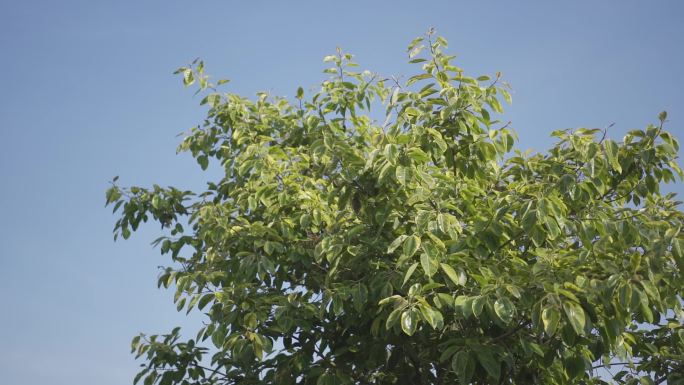 夏天稻田的树