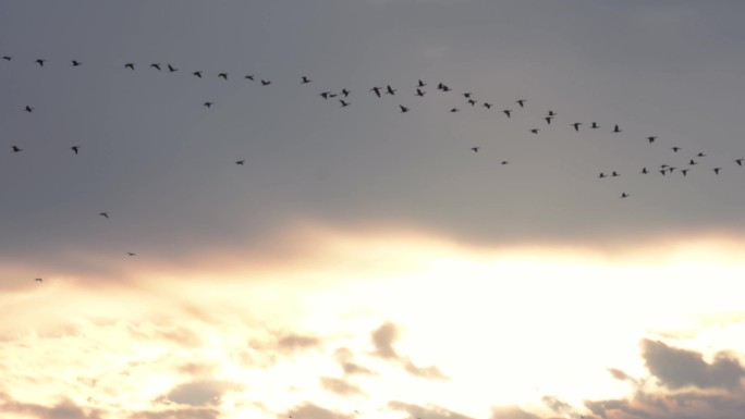 鸟在晚霞中飞过一群鸟长焦浪漫旅游户外片头