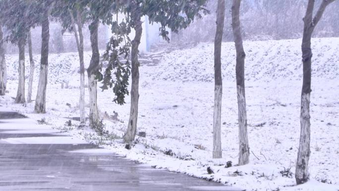 下雪雪景田野树木树林树枝雪花飘落