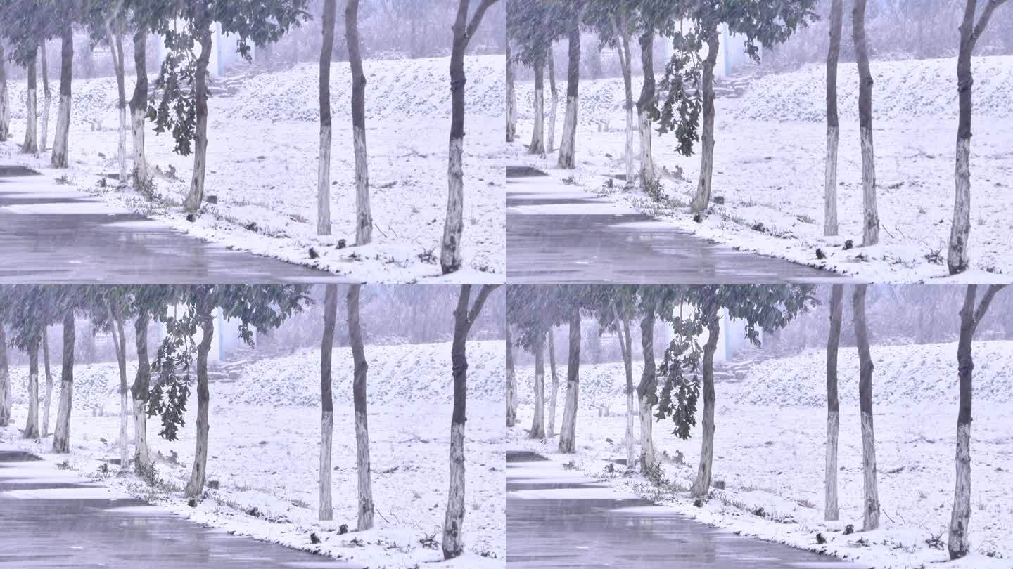 下雪雪景田野树木树林树枝雪花飘落