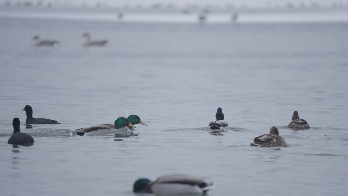 冬季冰河上野生的绿头鸭在嬉戏飞翔觅食