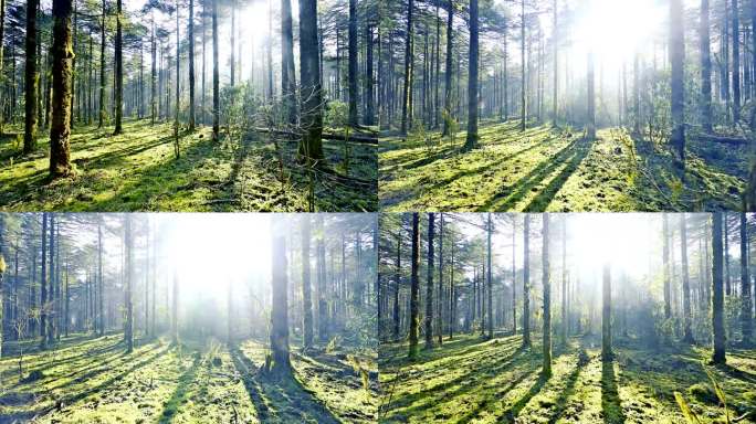 唯美大气原始森林阳光生机盎然光芒四射